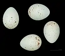 Œufs de Carduelis carduelis carduelis à Lambézellec - Muséum de Toulouse.