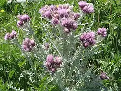 Chardon fausse carline