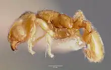 Travailleuse Carebara longii aux États-Unis, espèce soeur vivante