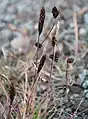 Carex misandra près de Longyearbyen (Spitzberg)