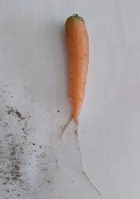 Image illustrative de l’article Carotte de Saint-Valery