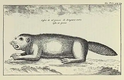 « Ces animaux semblent se parler & raisonner les uns avec les autres&nbsp;par certains tons plaintifs non articulez. »
