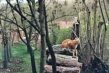 Chat roux couché sur un tas de bois