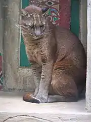 Chat de Temminck au Taman Safari Park.
