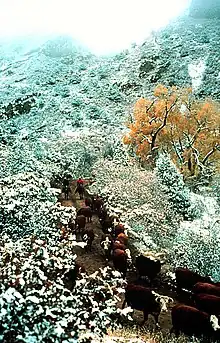 Transhumance de bétail, au Colorado.