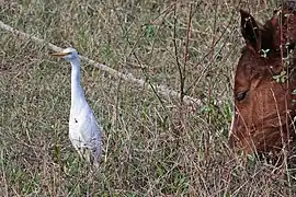 Aigrette du bétail(Bubulcus ibis)