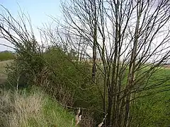 Cavalier minier[Où&nbsp;?].