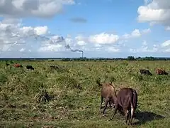 Bovidés en prairie sur fond d'usine