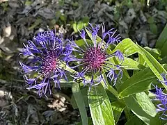 Centaurea cyanus L. ― Centaurée bluet