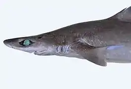 Tête de Centrophorus granulosus