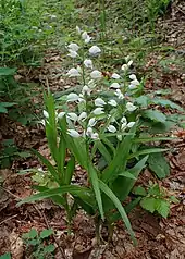 Photographie en couleurs de trois plantes en pied en fleurs et une en développement, fortement resserrées les unes contre les autres.