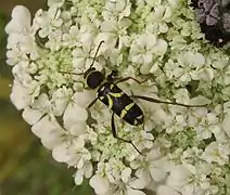 Clytus rhamni Germar, 1817