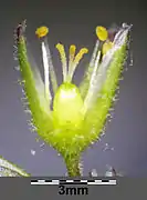 Détails de la fleurs, avec les trois styles caractéristiques.
