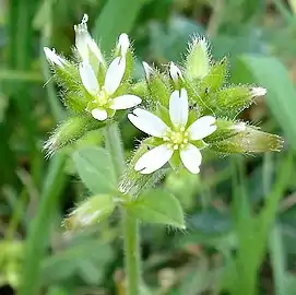 Inflorescence de Cerastium glomeratum