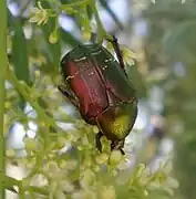 Cétoine de Carthame (Cetonia carthami&nbsp;(en))