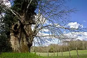 Saint-Sulpice-les-Feuilles