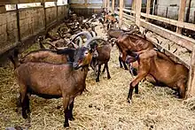 Fromagerie du Menez-Hom : les chèvres Alpines.