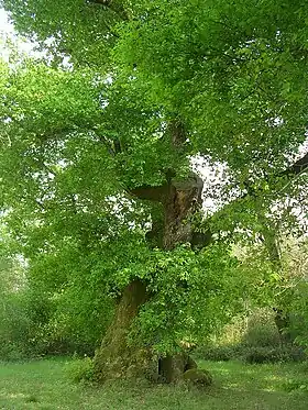Chêne de Cantaure au printemps