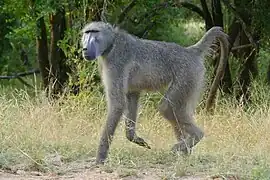 Papio ursinus