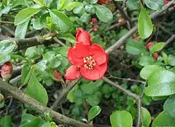 Chaenomeles japonica