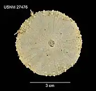 test de Chaetodiadema pallidum