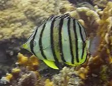 Chaetodontidae, Poisson-papillon à huit bandes
