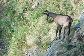 Un chamois près du sommet du Ballon d'Alsace.