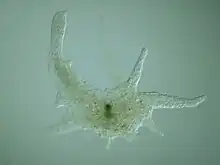 Chaos carolinense (Amoebozoa), amibe géante.