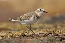 Petit oiseau assez fin, marron clair sur le dessus, tournant autour du cou, blanc sur le dessous.