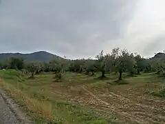 Oliveraies près de Nyons