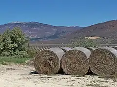 Chaumes de lavande, résidu de la distillation à La Rochegiron