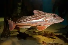Chelidonichthys kumu.