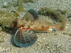 Chelidonichthys lastoviza, un Triglidae.