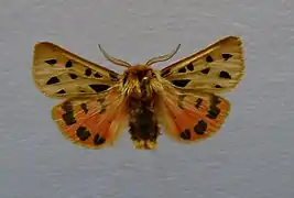 Écaille maculée(Chelis maculosa)