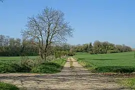 Chemin rural.
