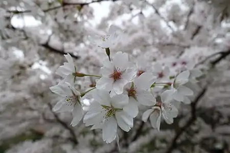 Détail d'un cerisier.