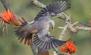 Étourneau à tête grise dans le parc national Satchari bengali : সাতছড়ি) au Bangladesh. Février 2018.