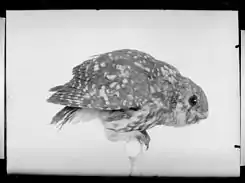 &nbsp;Chevêche d'Athena.