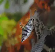 Chilodus sp. (Chilodontidae)