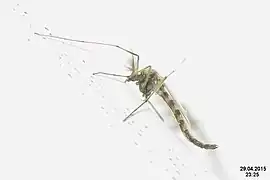 Chironomus plumosus.