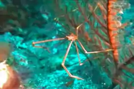 Chirostylus ortmanni, un Chirostylidae.