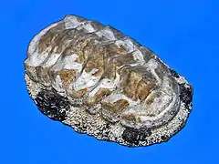 Exemplaire de musée d’A. granulata de la Barbade.