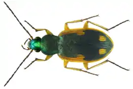 Chlaenius notabilis&nbsp;(nl).