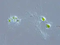 Chlorarachnion sp. (Cercozoa : (Chlorarachniophyta)