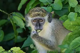 Chlorocebus aethiops.