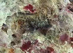 Chlorodiella barbata