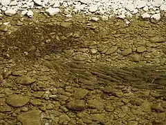 Banc de soifs et de vairons (Albarine).