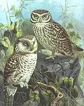 Chevêche d'Athéna (El-bouma).