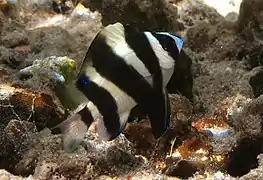 Chrysiptera annulata