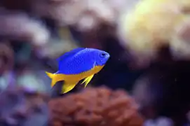 Chrysiptera hemicyanea